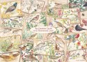 1000-teilige Puzzles FALCON Postkarten mit Vögeln