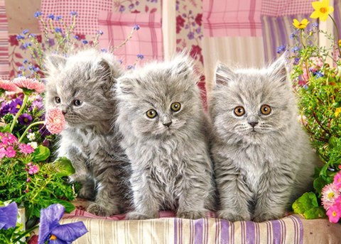 PUZZLE 260 ELEMENTÓW THREE GREY KITTENS CASTORLAND B-27491 CASTOR